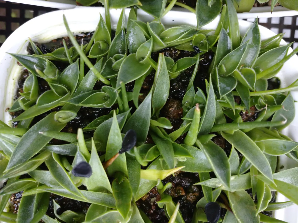 Agave schidigera (アガベ シジゲラ)