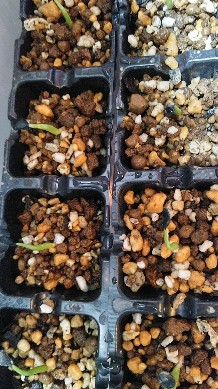 Agave asperrima subsp. maderensis (アガベ アスペリーマ マデレンシス)