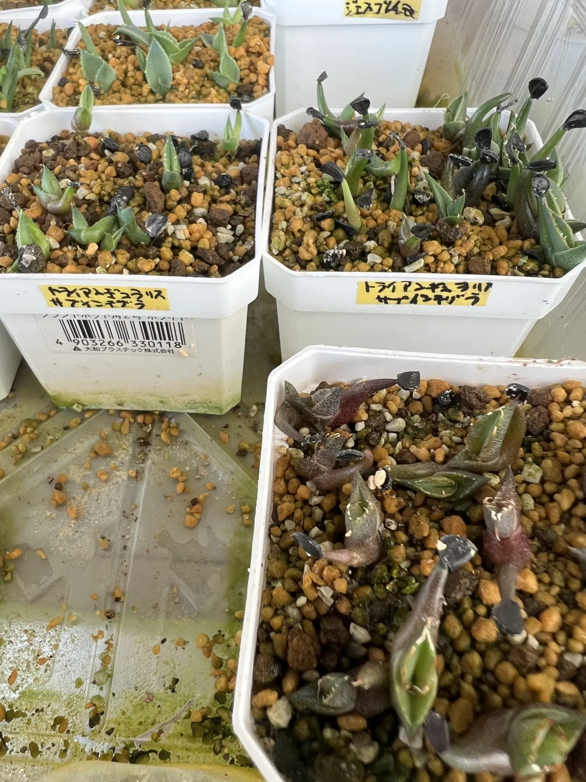 Agave triangularis (アガベ サブインテグラ)