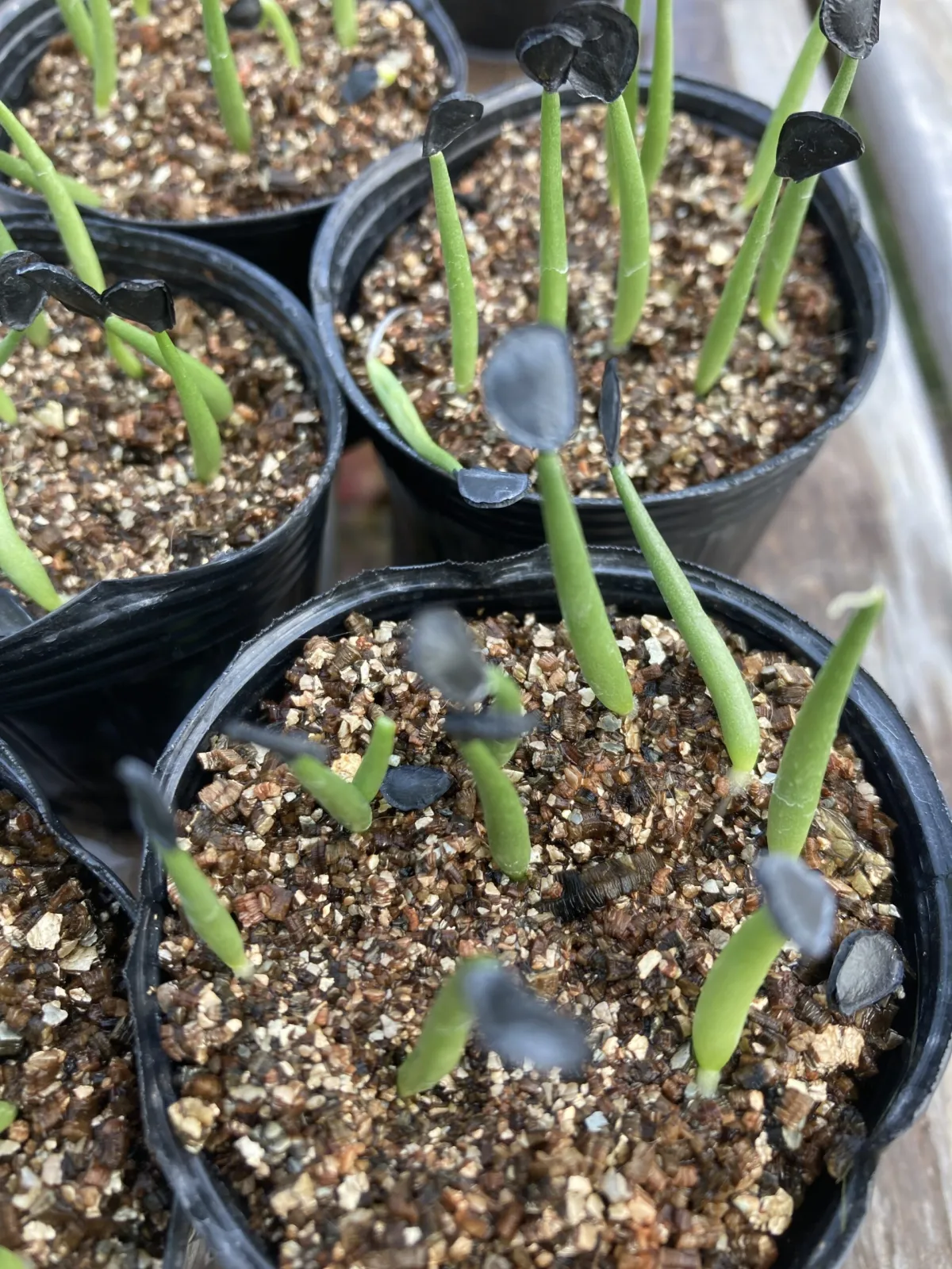 Agave parryi subsp. parryi (アガベ パリー)