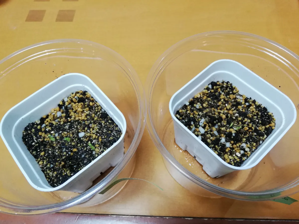 Euphorbia stellata (ユーフォルビア ステラータ 飛竜)