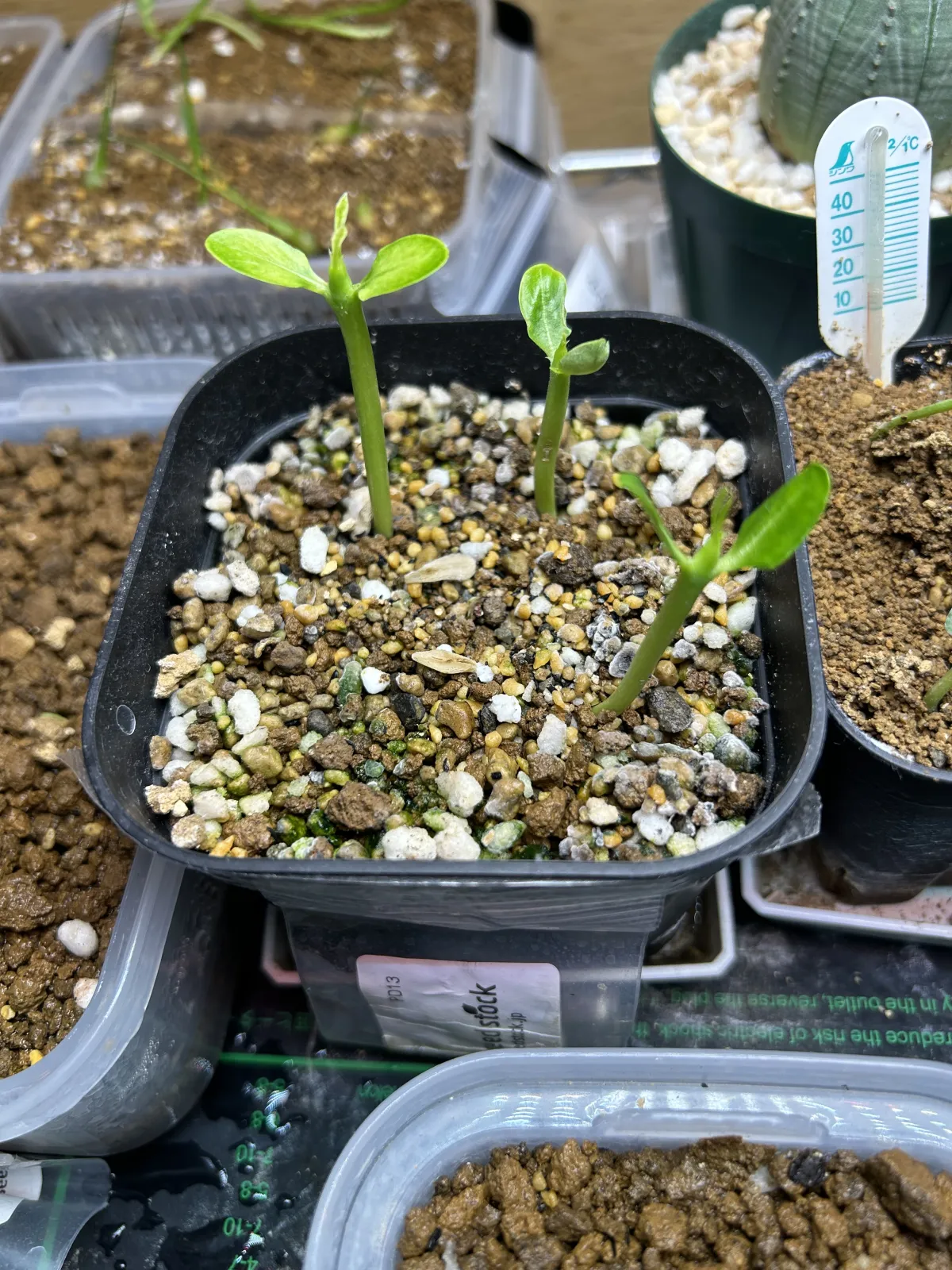 Pachypodium lamerei (パキポディウム ラメレイ 夢叶棒)