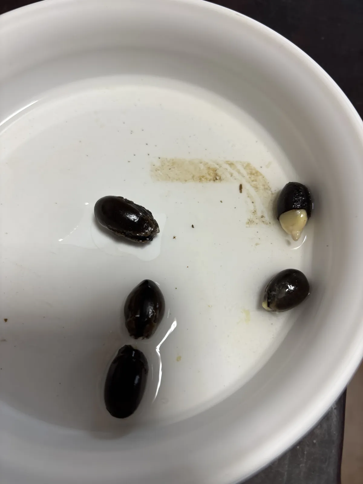 Delonix pumila (デロニクス プミラ)