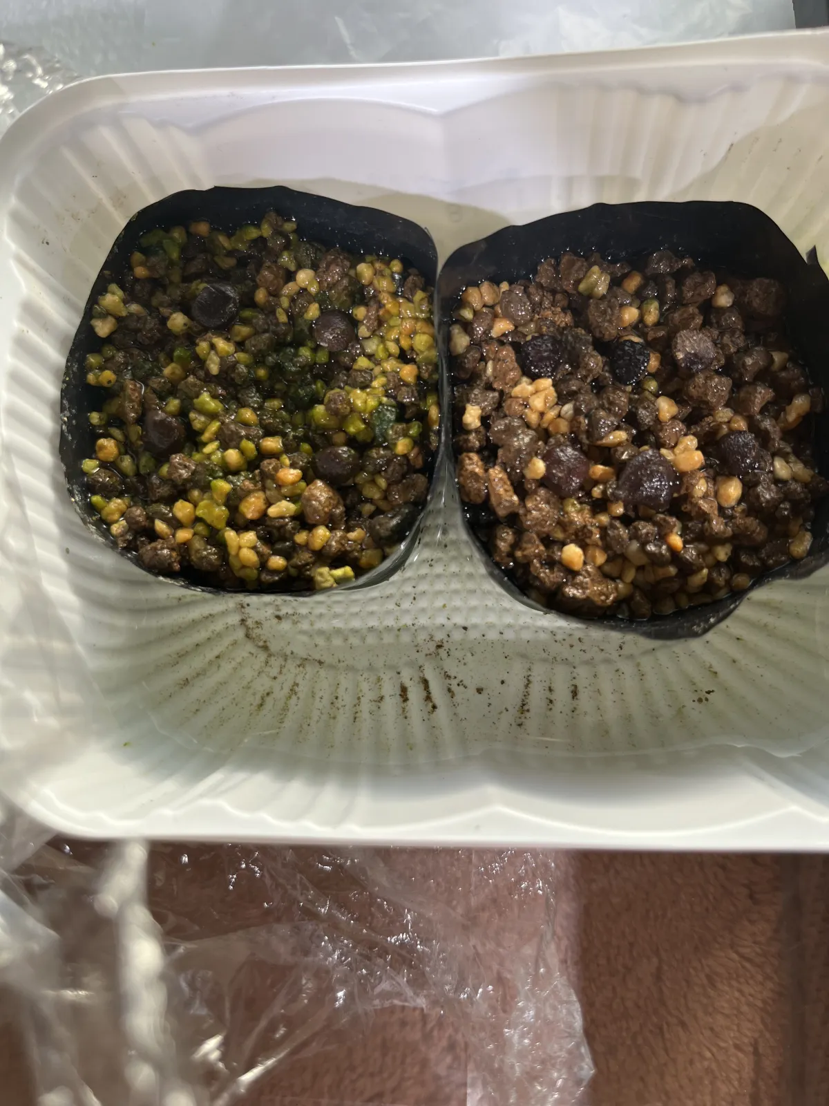 Operculicarya pachypus (オペルクリカリア パキプス)