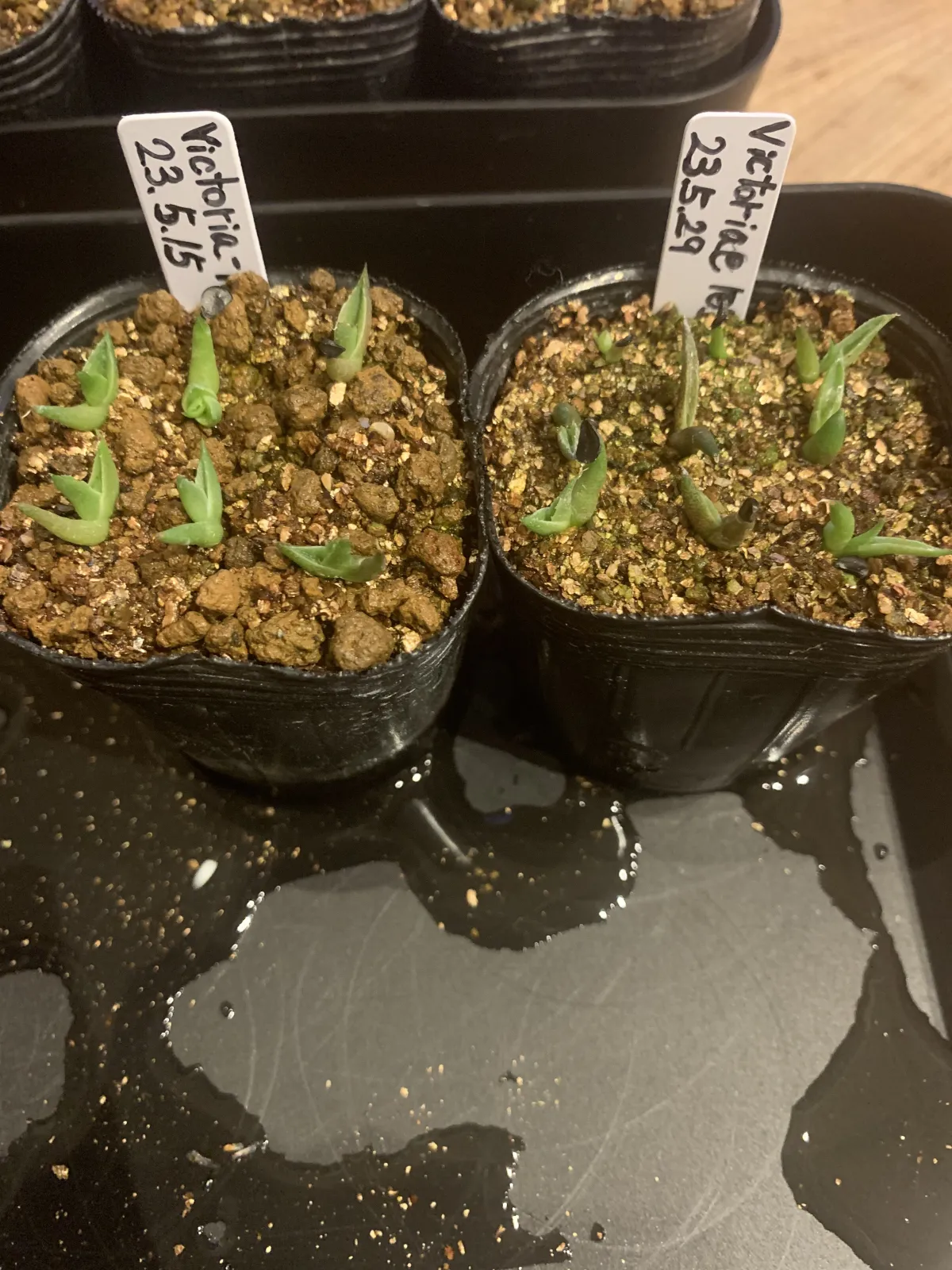 Agave victoriae-reginae Compacta (アガベ ビクトリアレジーナコンパクト)