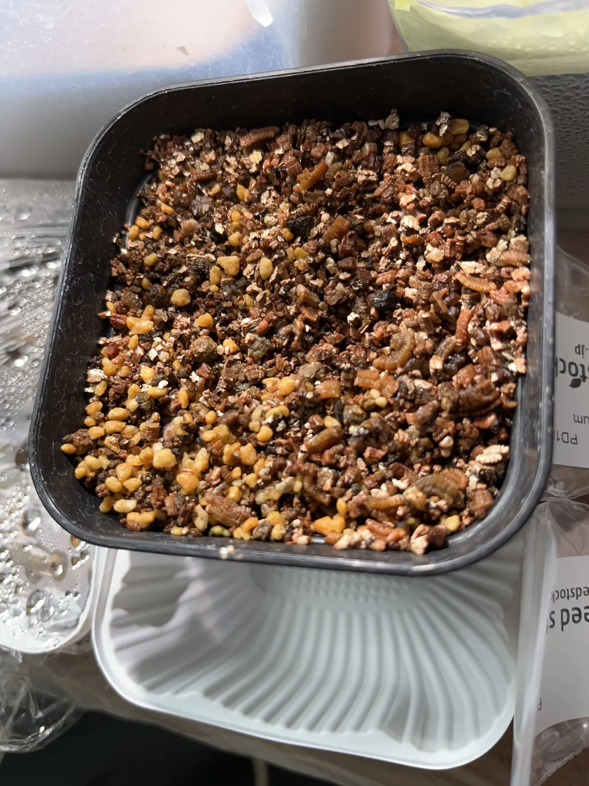 Pachycormus discolor (パキコルムス ディスカラー)