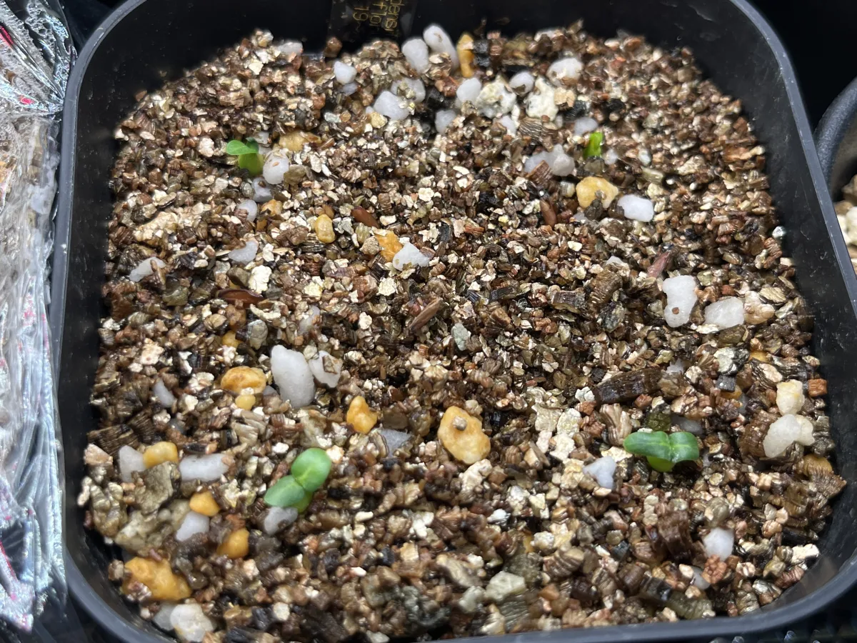 Pachypodium densiflorum var. densiflorum (パキポディウム デンシフローラム)