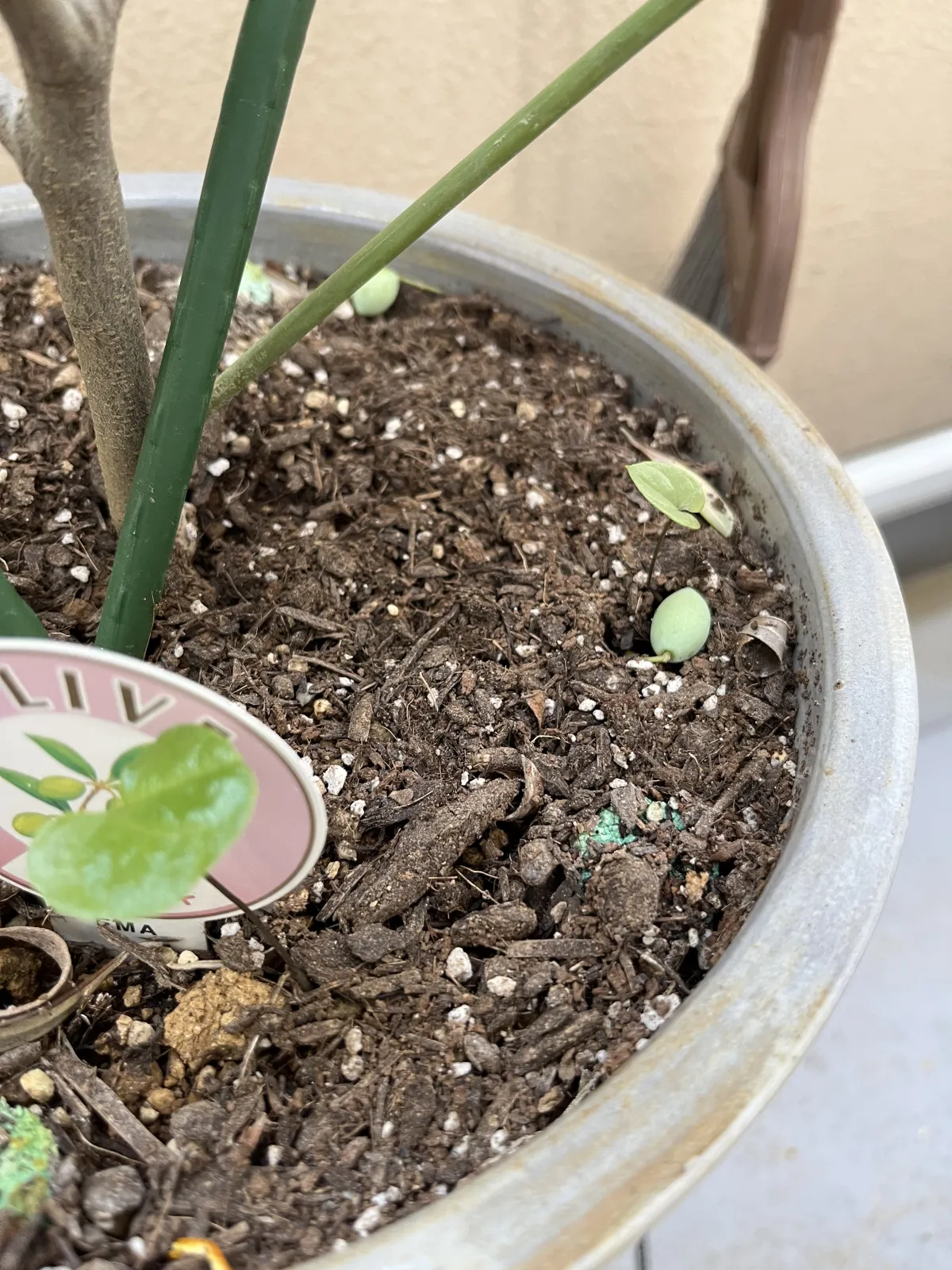 Dioscorea elephantipes (ディオスコレア エレファンティペス2023F)