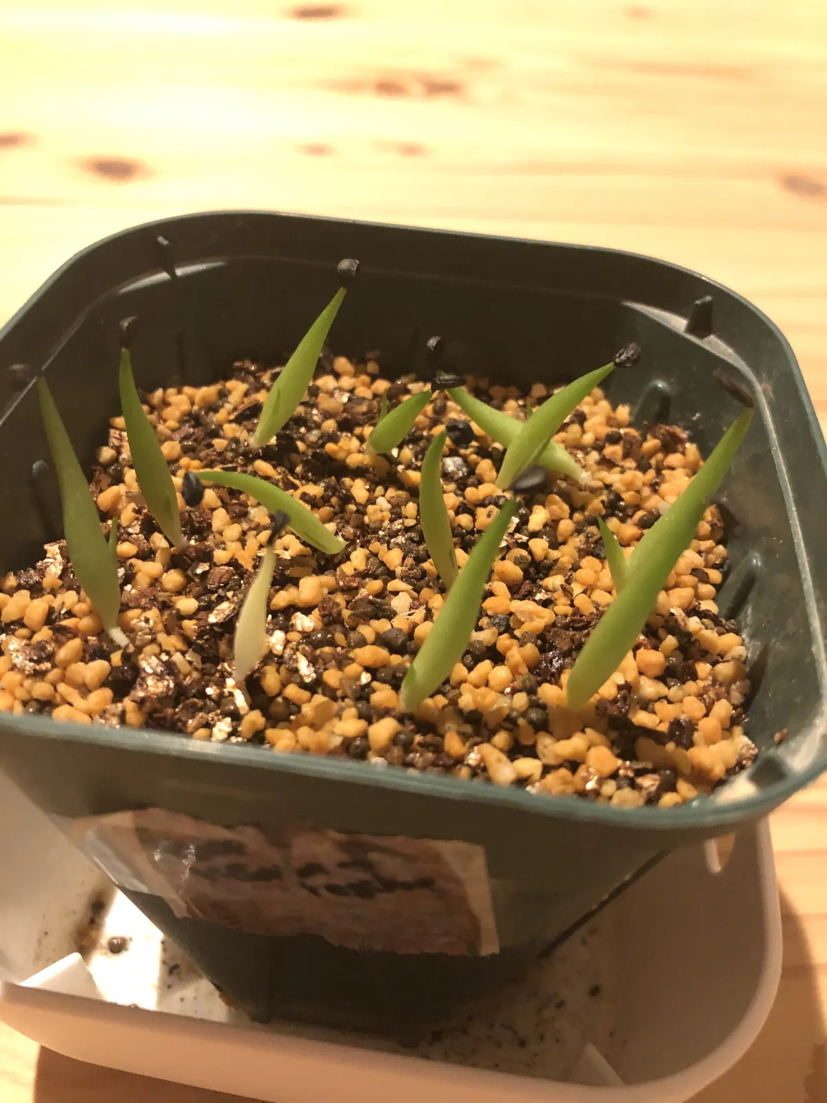 Agave victoriae-reginae 'Bustamante' (アガベ バスタマンテ)