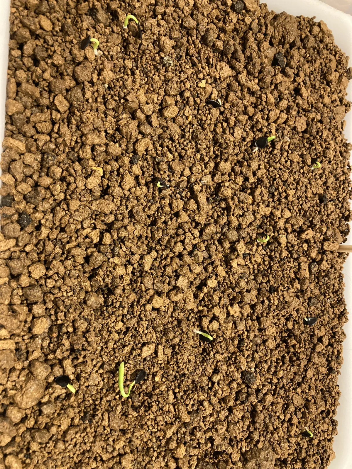 Agave americana ssp. protoamericana (アガベ プロトアメリカーナ)