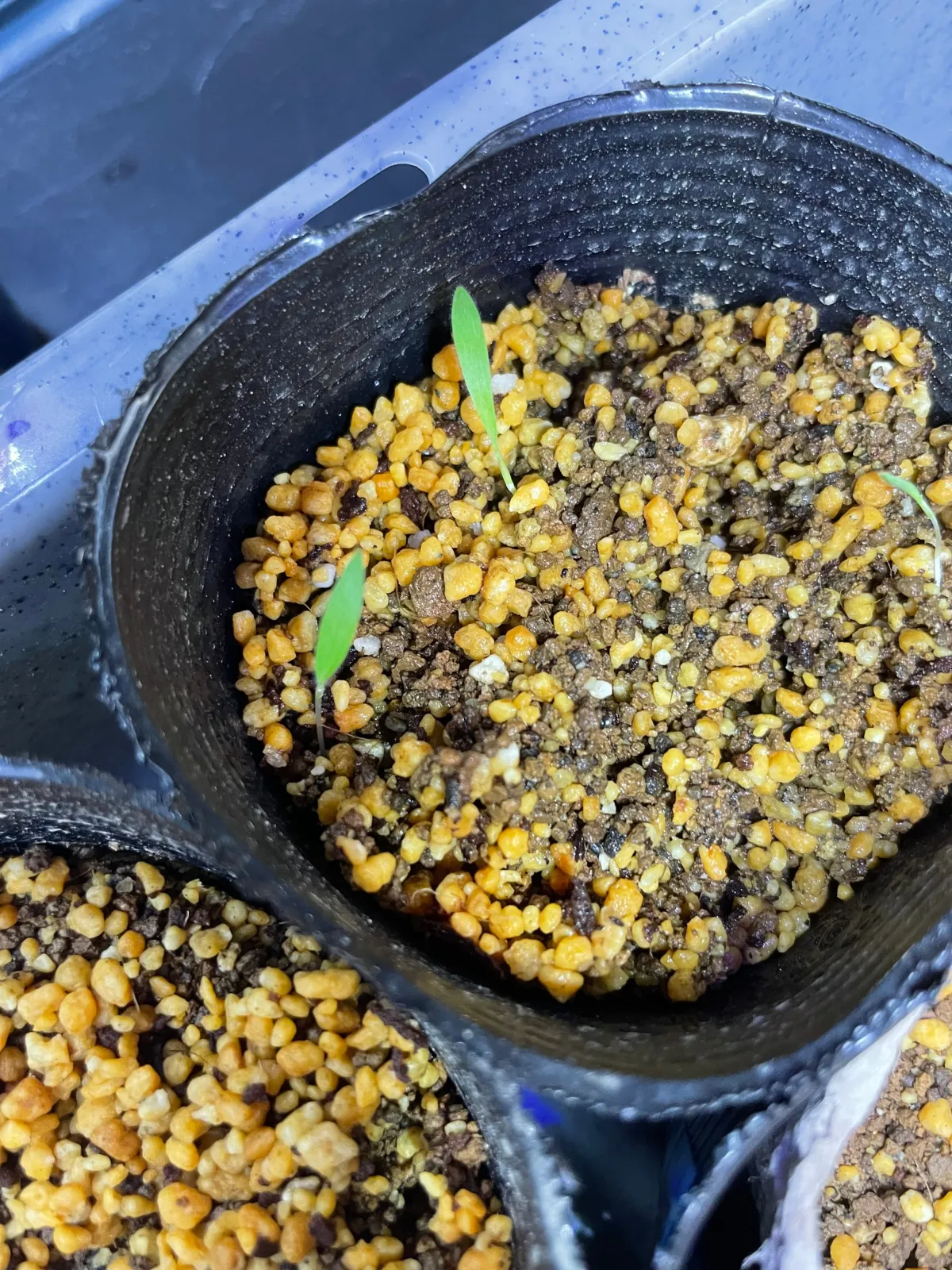 Ficus benghalensis (フィカス ベンガレンシス)