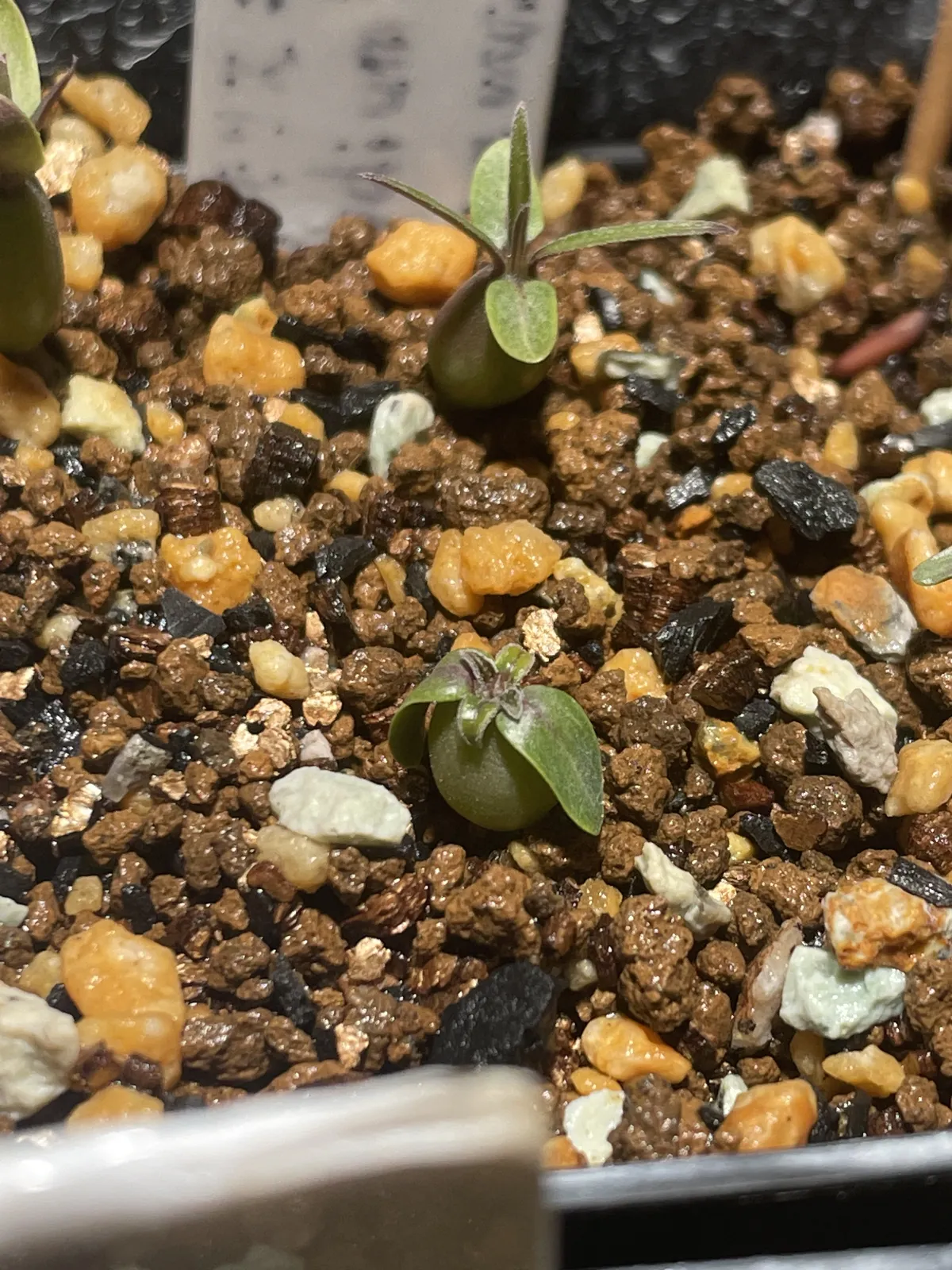 Pachypodium rosulatum var. gracilius (パキポディウム グラキリス)