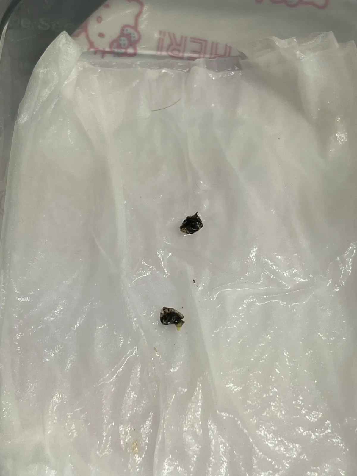 Aloe aculeata (アロエ アクレアータ)