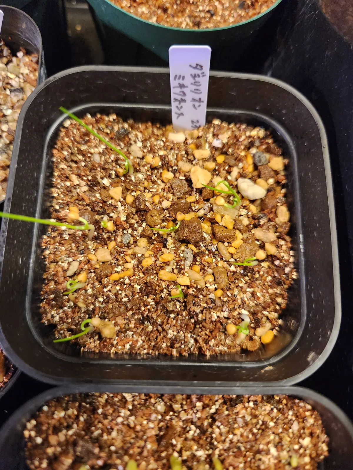 Dasylirion miquihuanense (ダシリリオン ミキワネンシス)