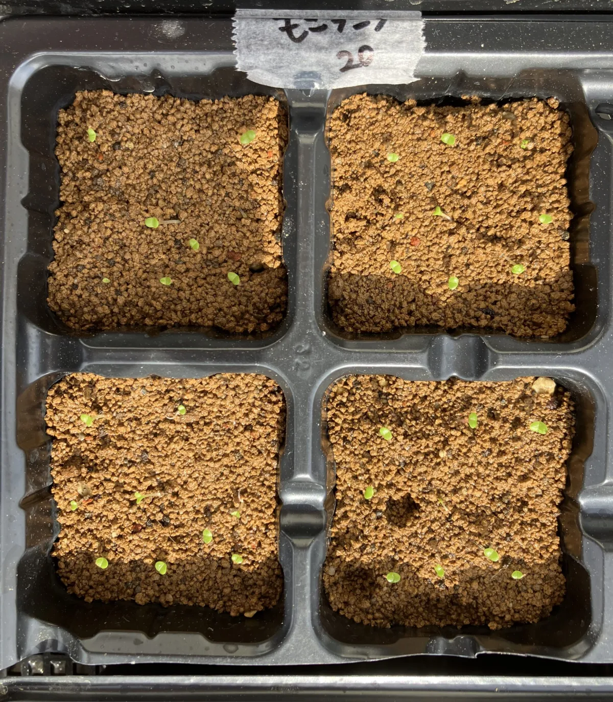 Monilaria moniliforme (モニラリア モニリフォルメ)