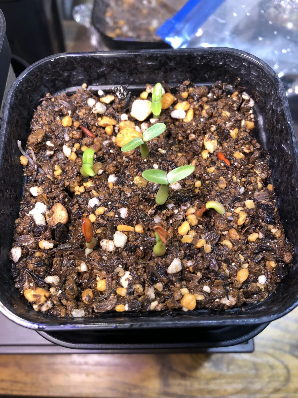 Pachypodium rosulatum var. gracilius (パキポディウム グラキリス)