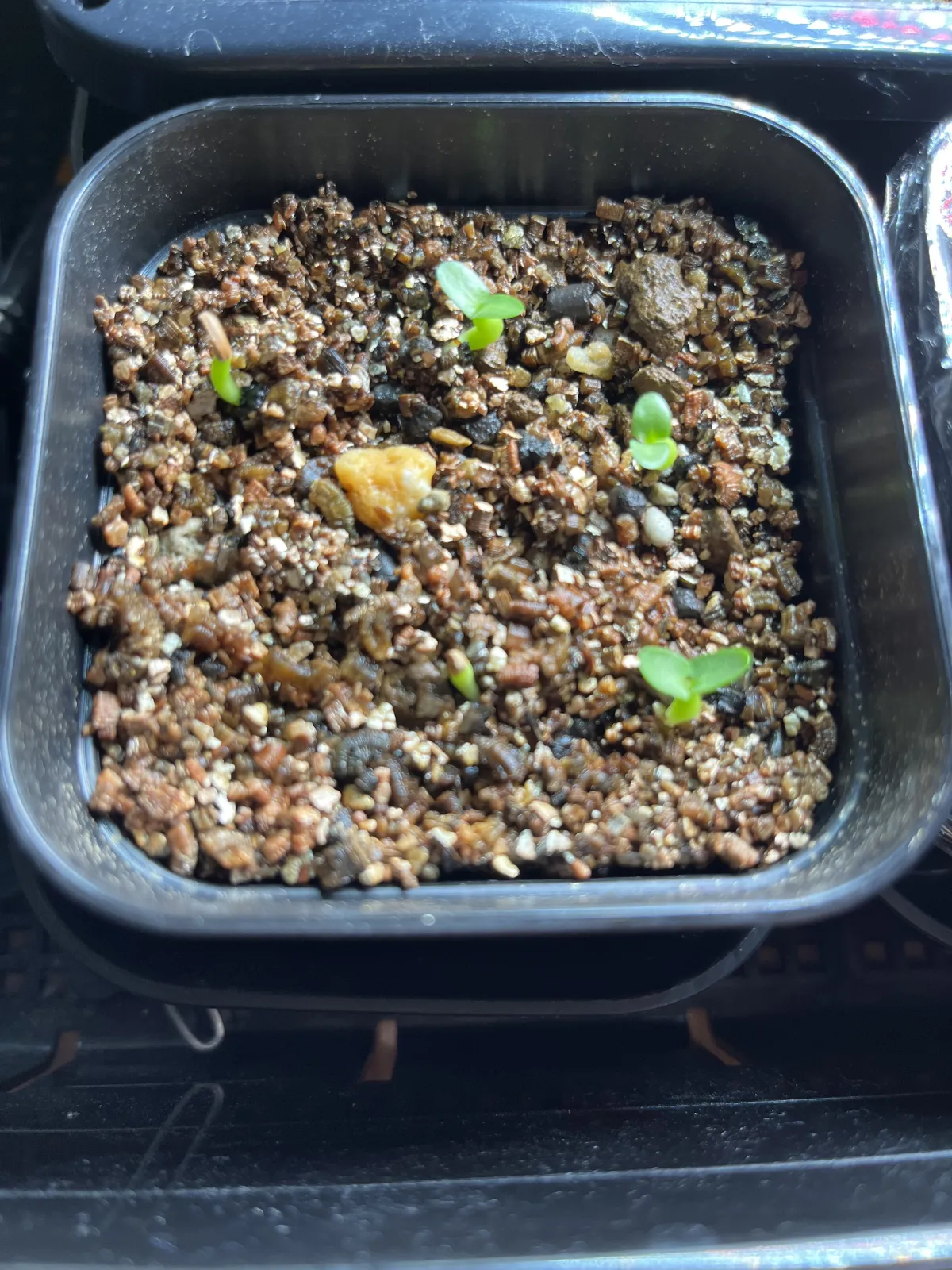 Pachypodium enigmaticum (パキポディウム エニグマチカム)