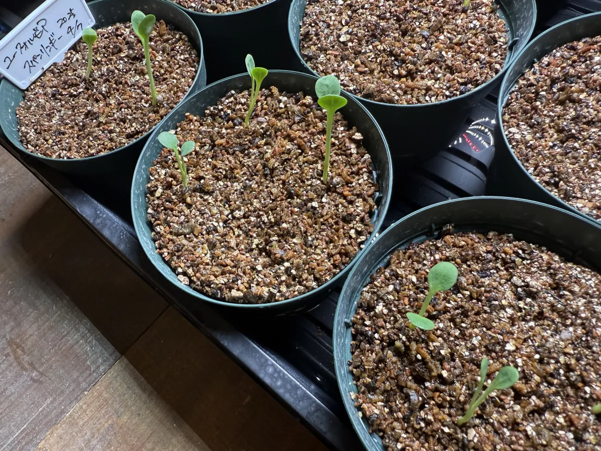 Euphorbia spannringii (ユーフォルビア スパンリンギー フィッシュボーン)