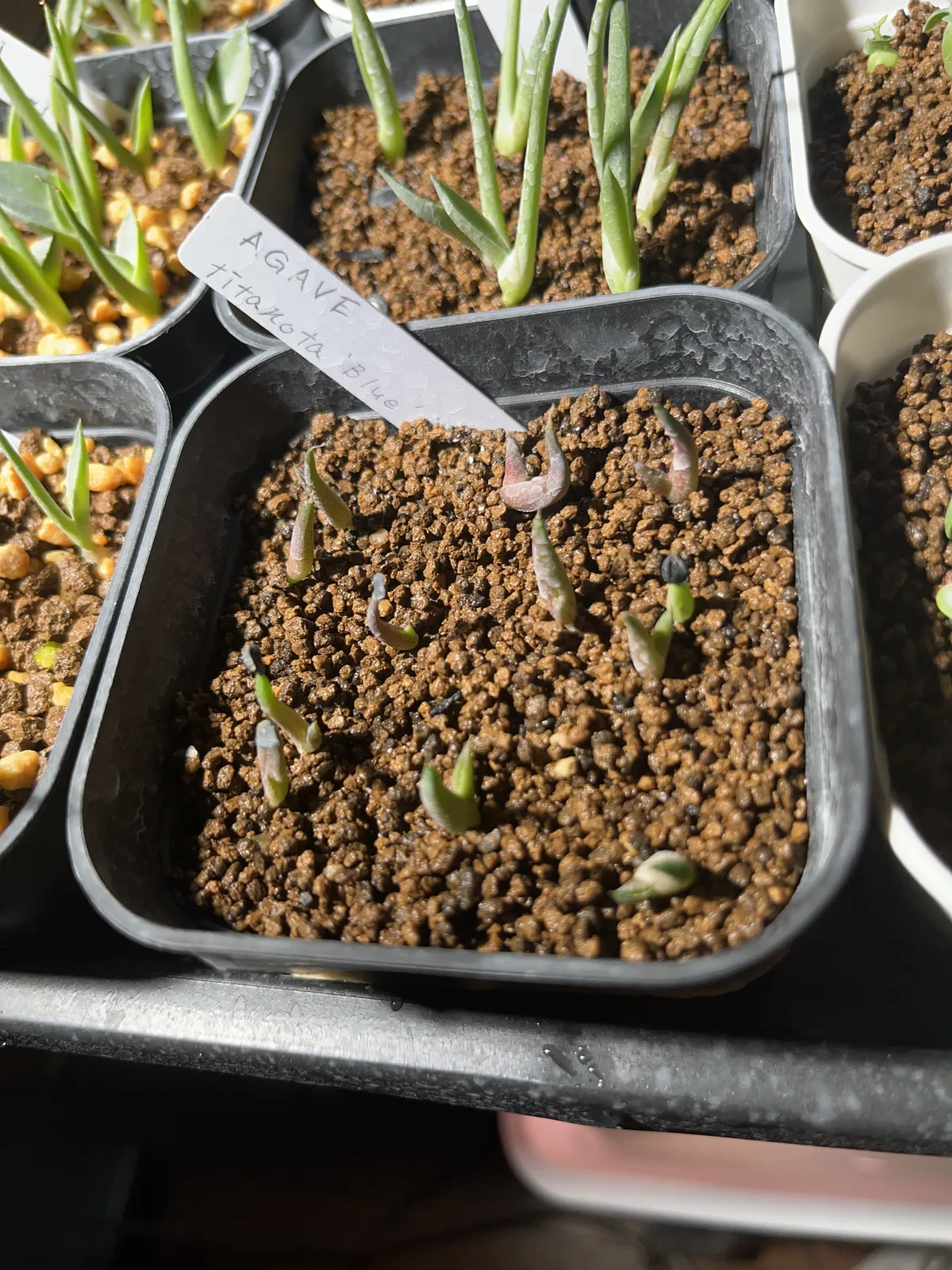 Agave titanota 'Blue' (アガベ チタノタブルー)