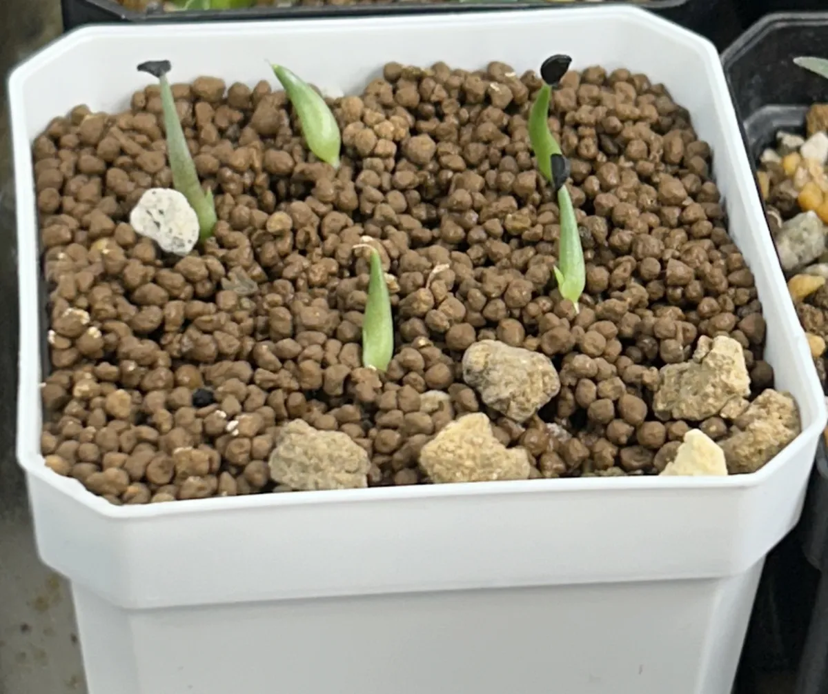 Agave horrida 'Chocolate Thorn' (アガベ ホリダ チョコレートソーン)