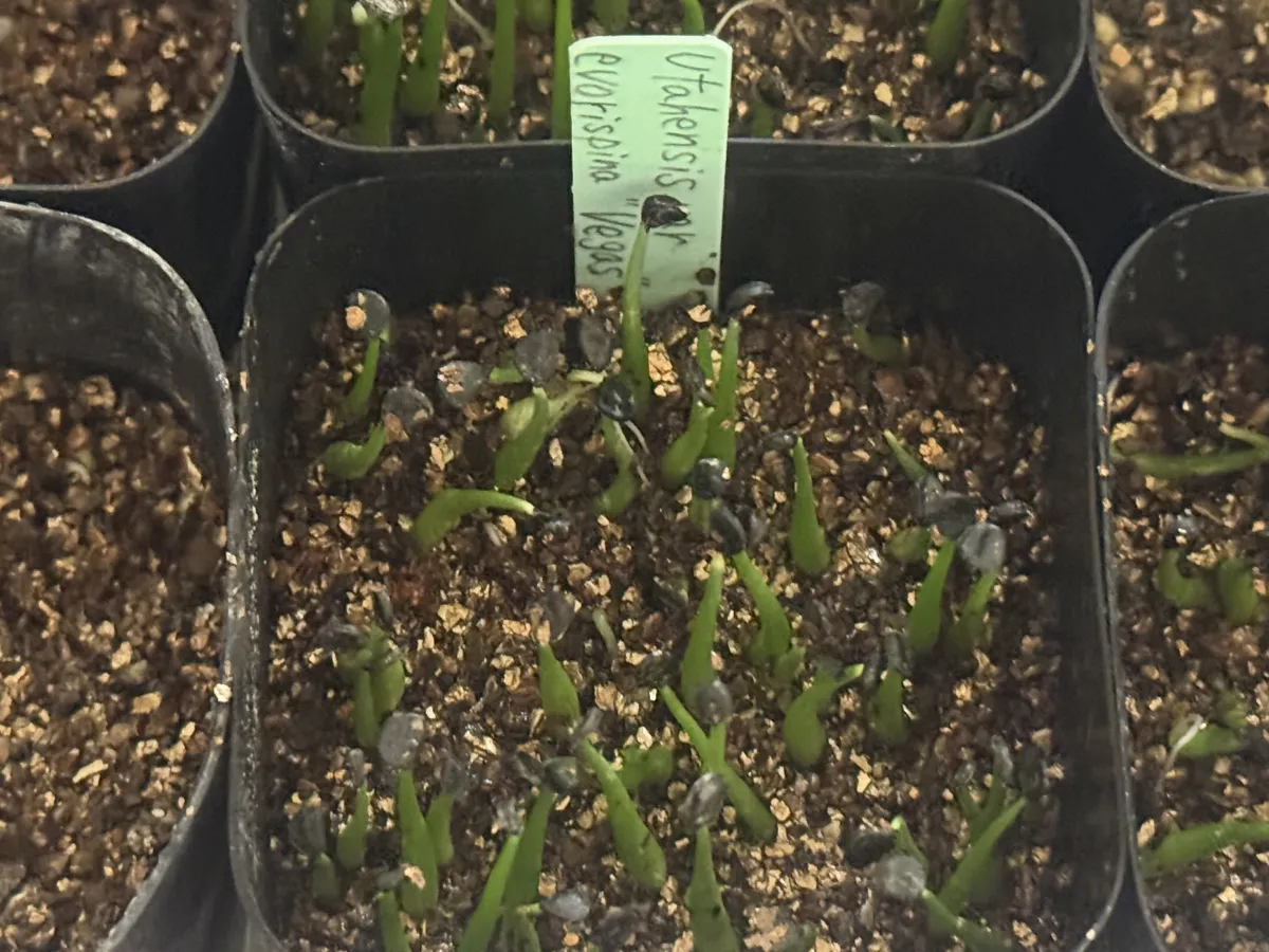 Agave utahensis var. eborispina 'Vegas' (アガベ エボリスピナ ヴェガス)