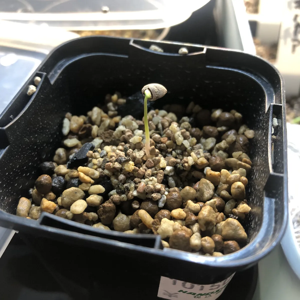 Operculicarya pachypus (オペルクリカリア パキプス)