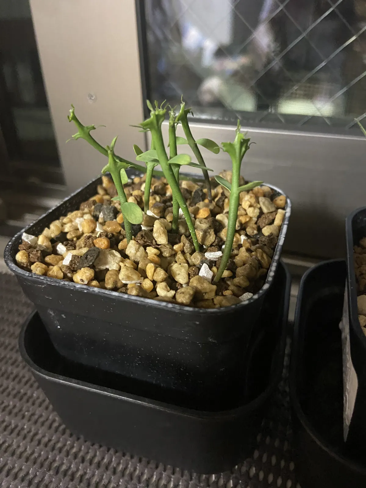 Euphorbia stenoclada subsp. stenoclada (ユーフォルビア ステノクラーダ)