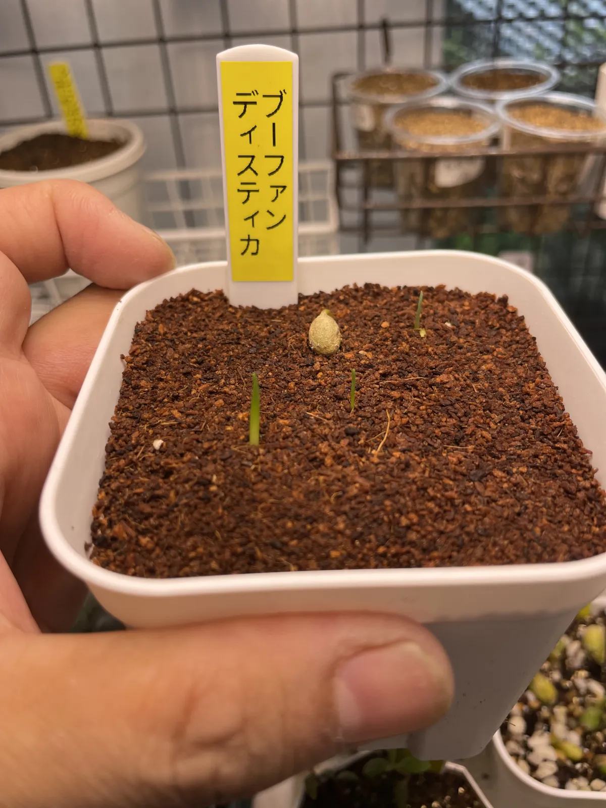 Boophone disticha (ブーファン ディスティカ)