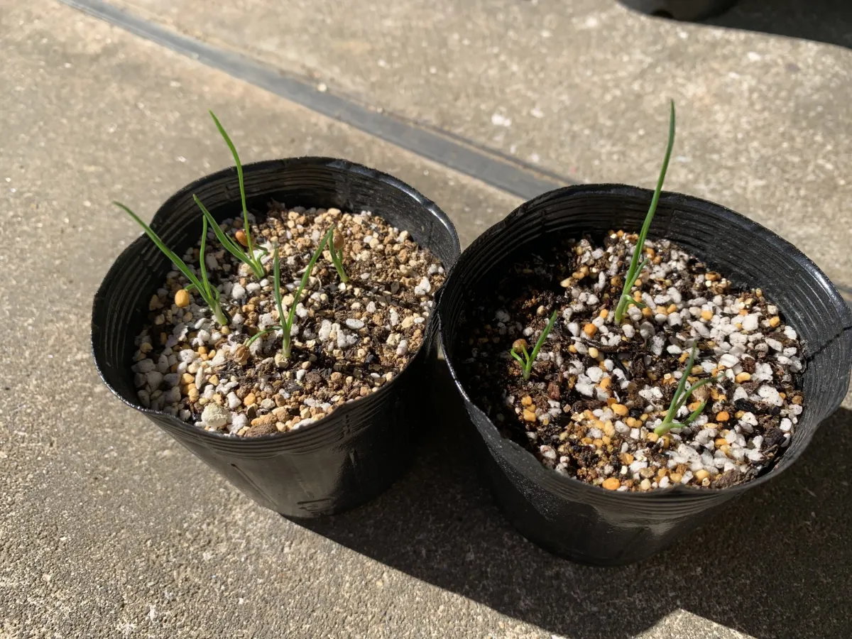 Nolina nelsonii (ノリナ ネルソニー)