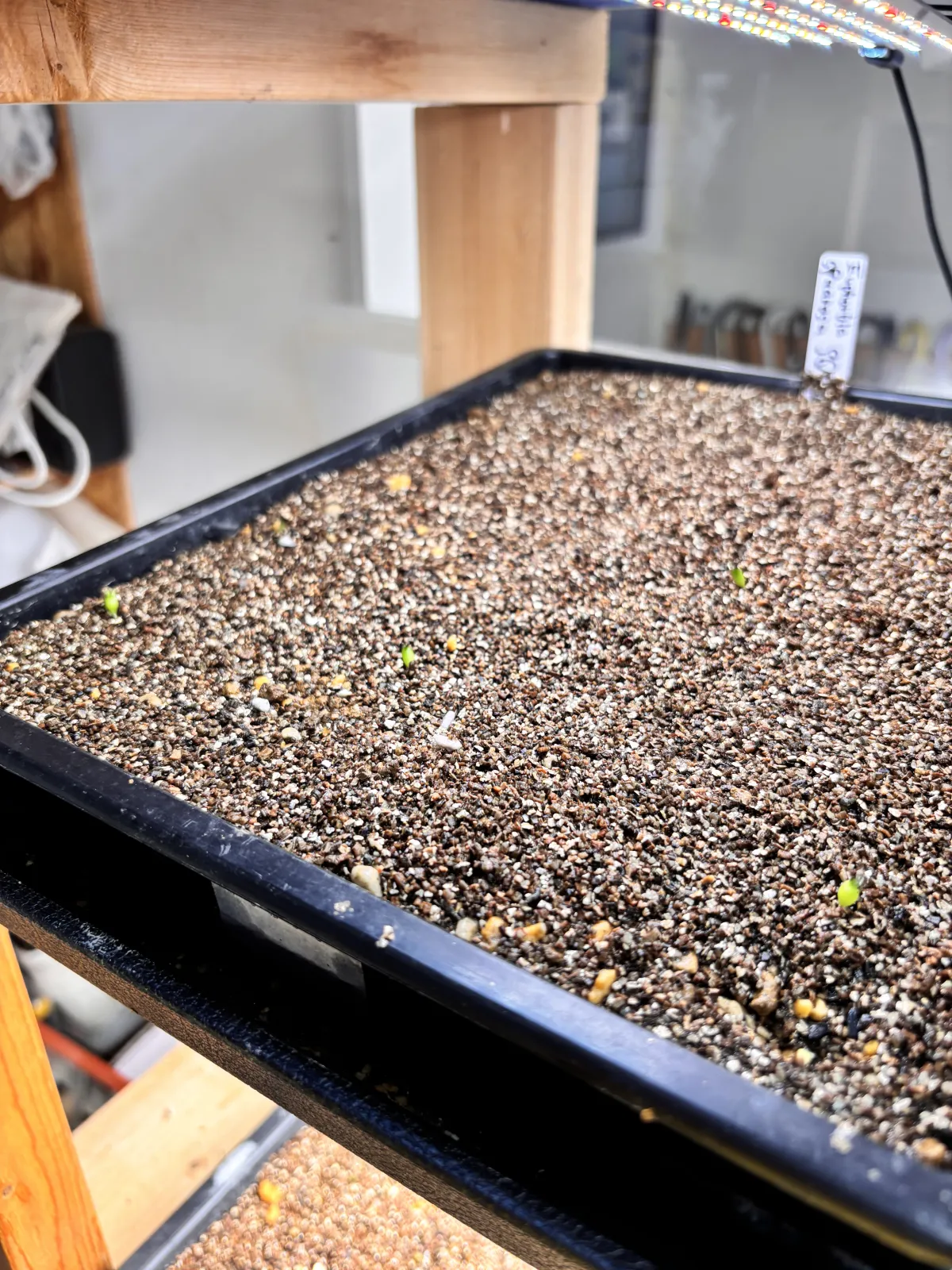 Euphorbia squarrosa (ユーフォルビア スクアローサ)