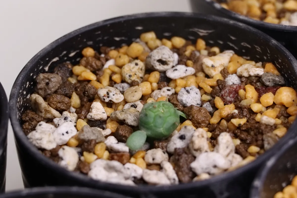 Euphorbia obesa subsp. obesa (ユーフォルビア オベサ)