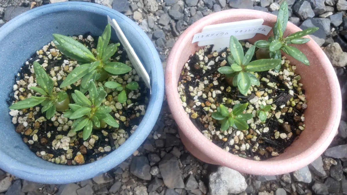 Pachypodium succulentum (パキポディウム サキュレンタム 天馬空)