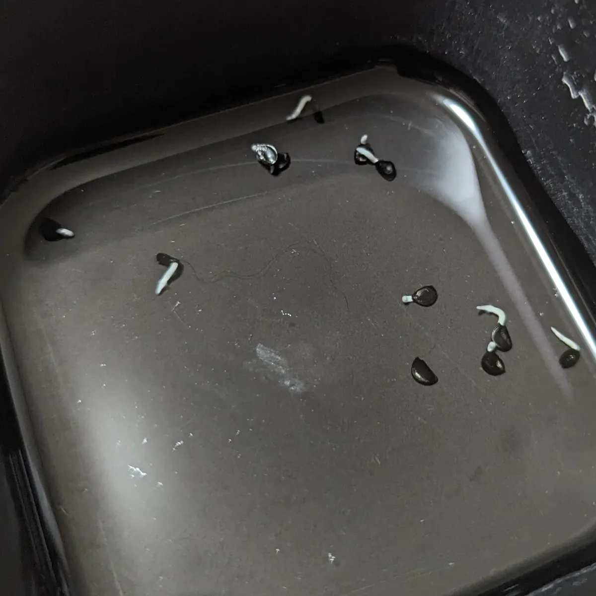 Agave victoriae-reginae ssp. swobodae 'Compacta' (アガベ スワボダエ コンパクタ‘’)