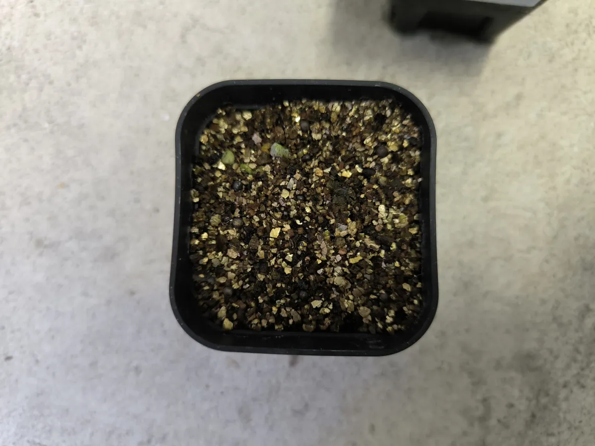 Euphorbia breviarticulata False Cow Horn (ユーフォルビア ブレビアーティクラータ)