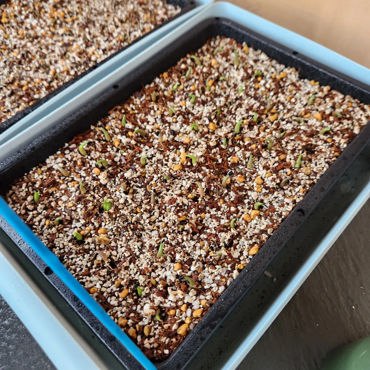 Agave oteroi (アガベ オテロイ)