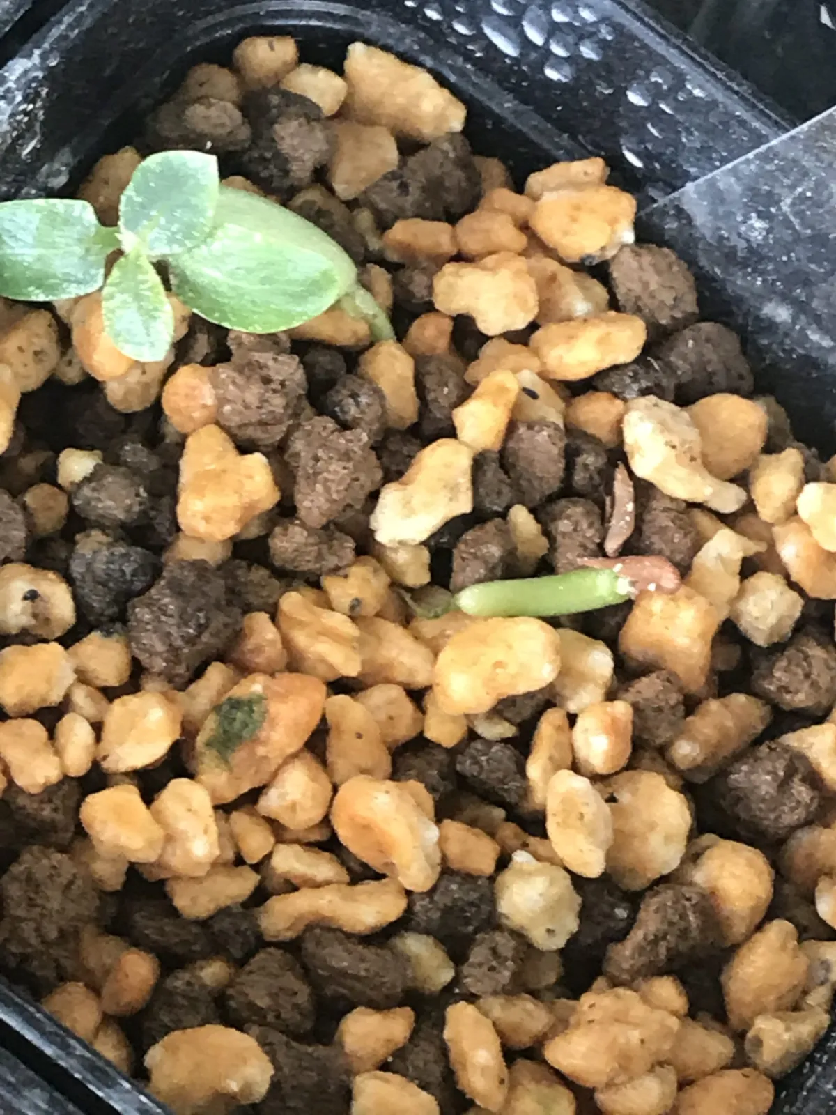 Pachypodium brevicaule subsp. leucoxanthum (パキポディウム レウコキサンツム)