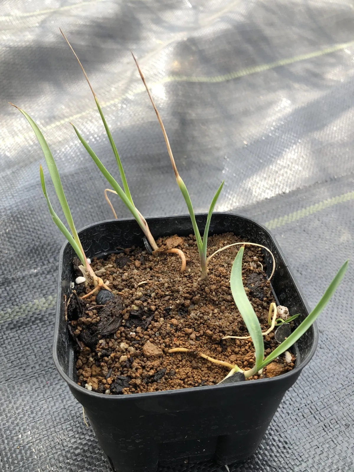 Yucca glauca (ユッカ グラウカ)