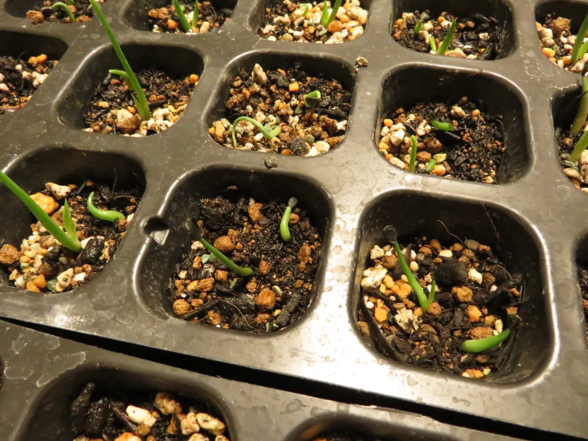 Agave oteroi (アガベ オテロイ)