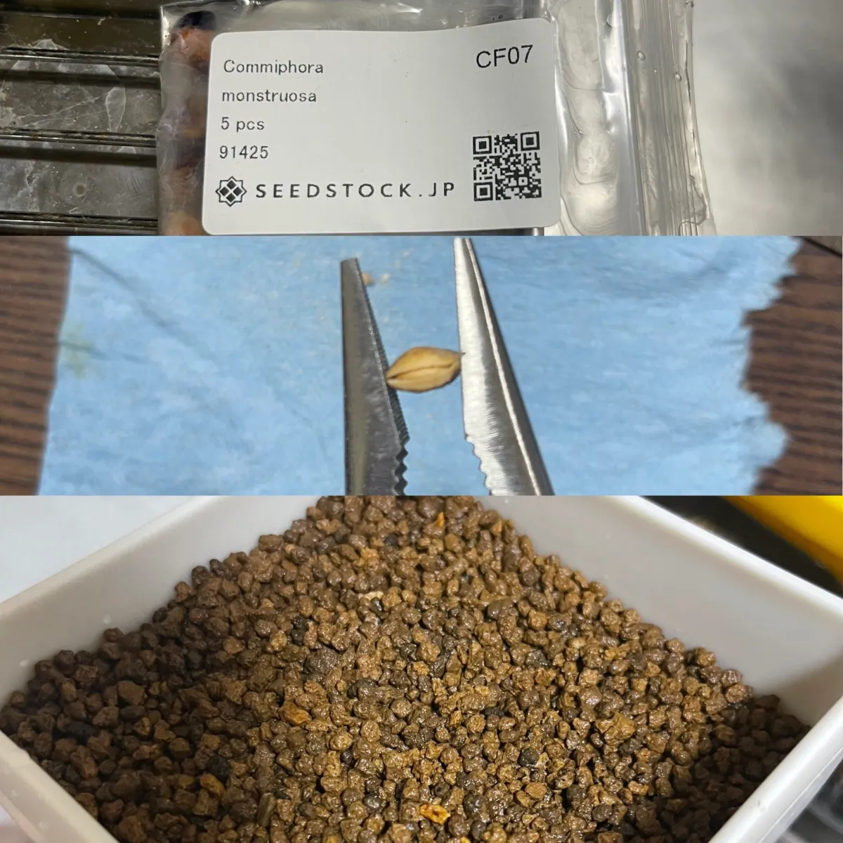 Commiphora monstruosa (コミフォラ モンストローサ)