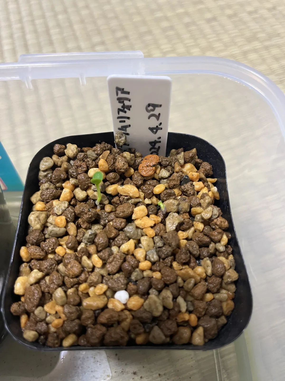 Euphorbia primulifolia var. primulifolia (ユーフォルビア プリムリフォリア)