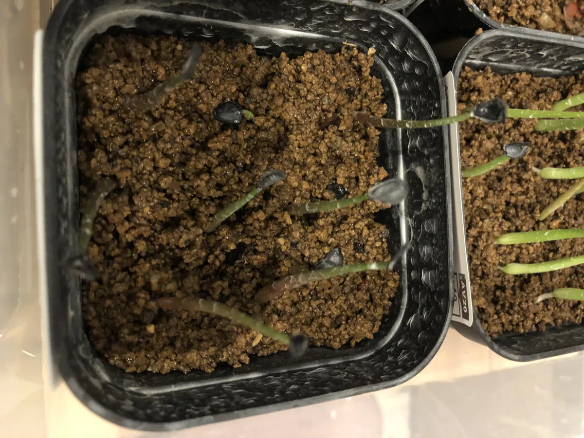 Agave potatorum var. verschaffeltii (アガベ ベルシャフェルティ)