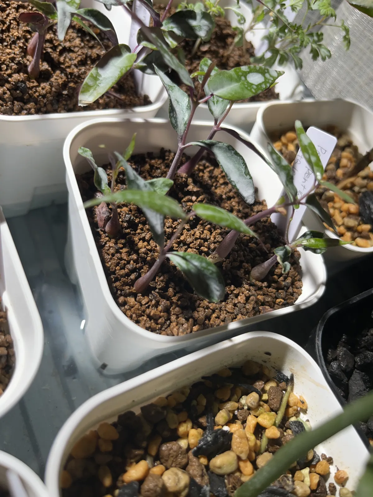 Petopentia natalensis (ペトペンチア ナタレンシス)