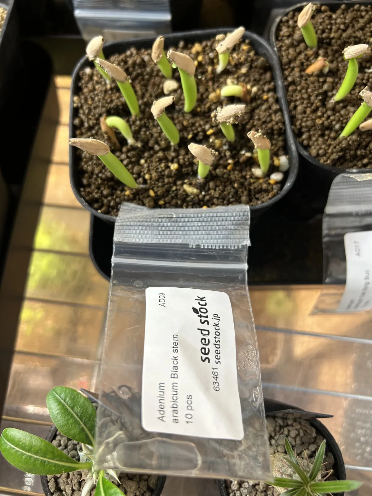 Adenium arabicum Black Stem (アデニウム アラビカム ブラックステム)