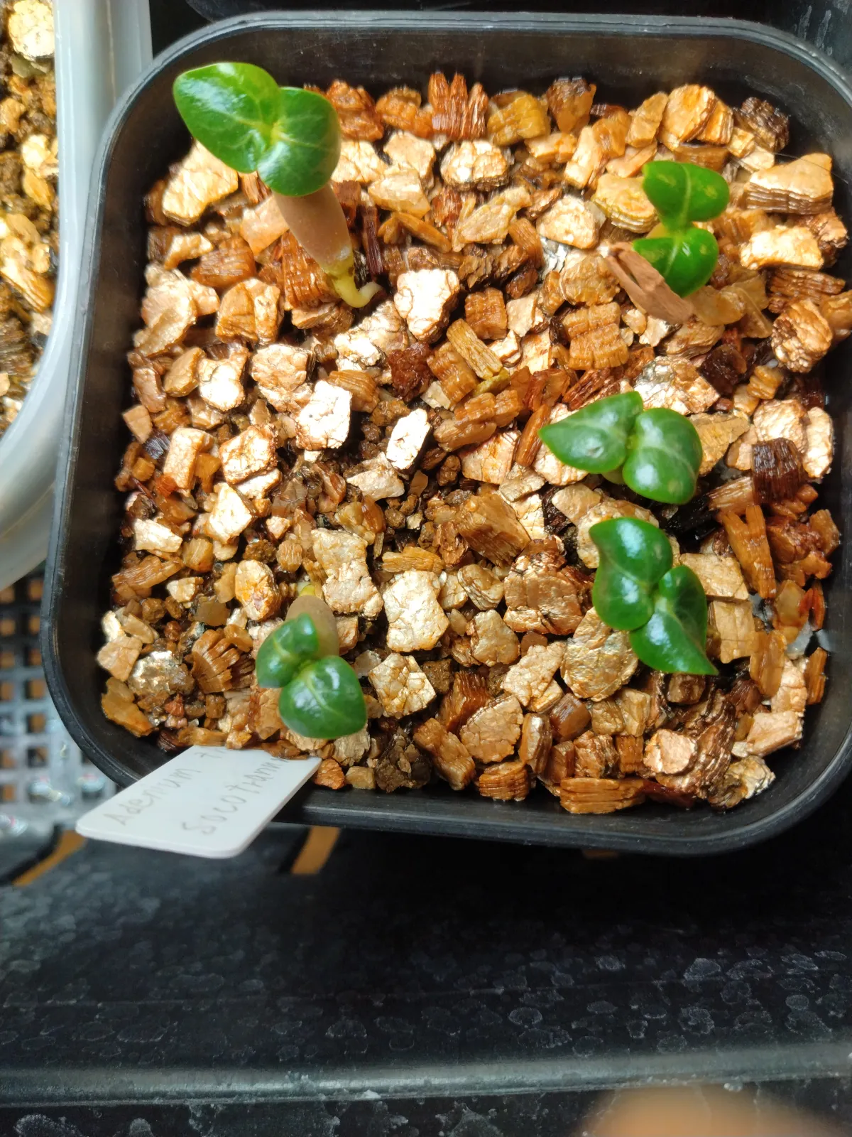 Adenium obesum thai socotranum DHA (アデニウム タイソコ DHA)