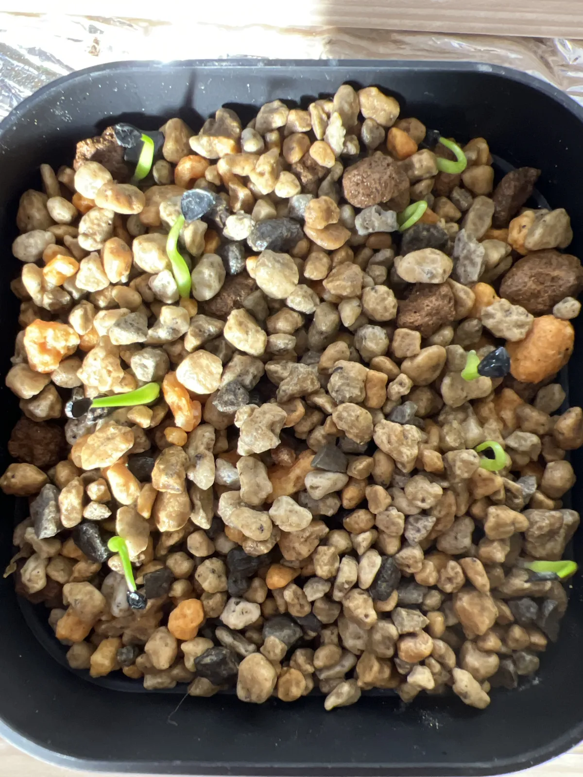 Agave horrida ssp. horrida (アガベ ホリダ)