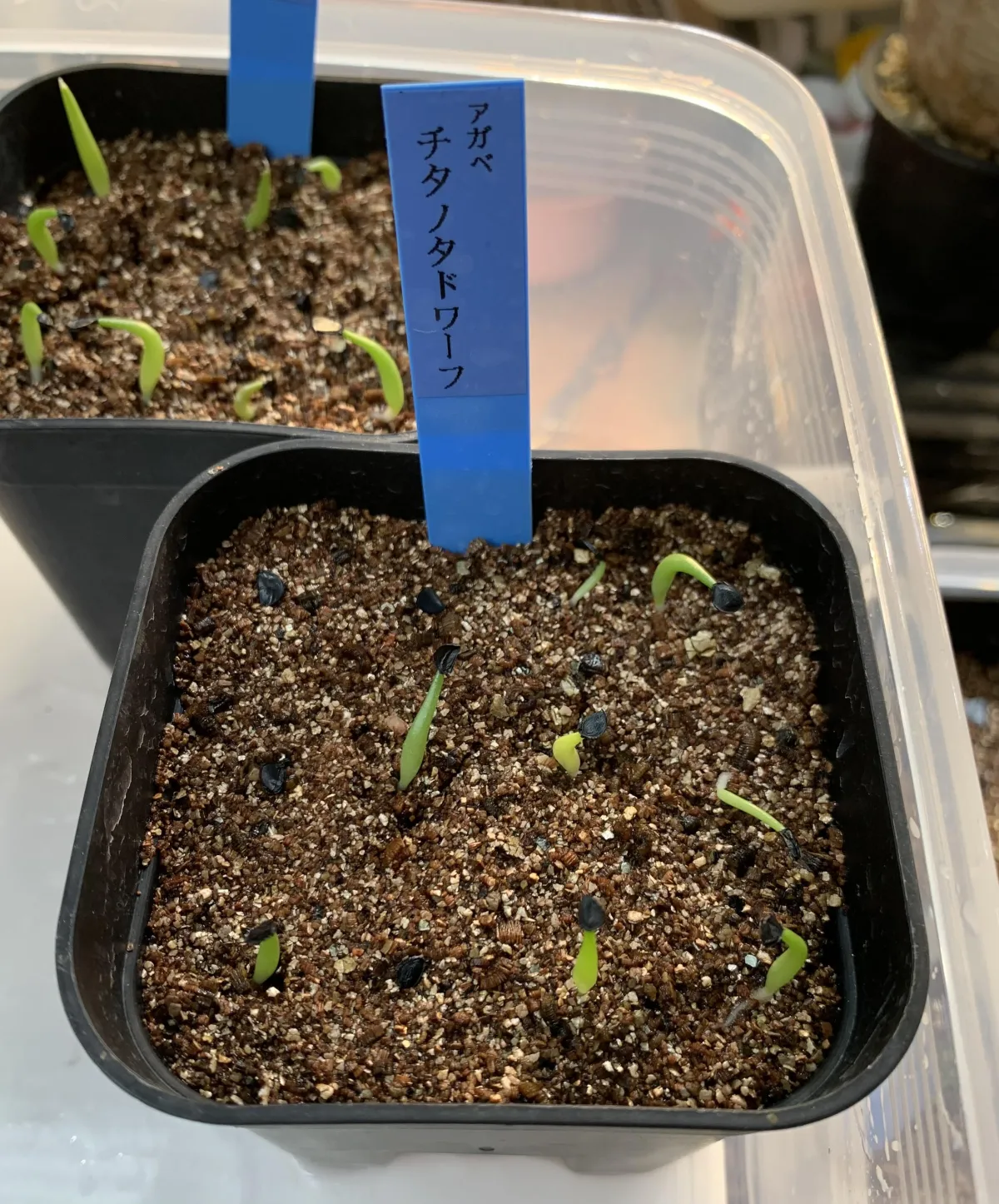 Agave titanota (アガベ チタノタ ドワーフ)