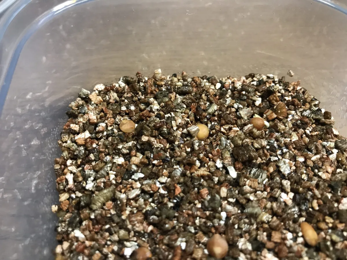 Commiphora monstruosa (コミフォラ モンストローサ)