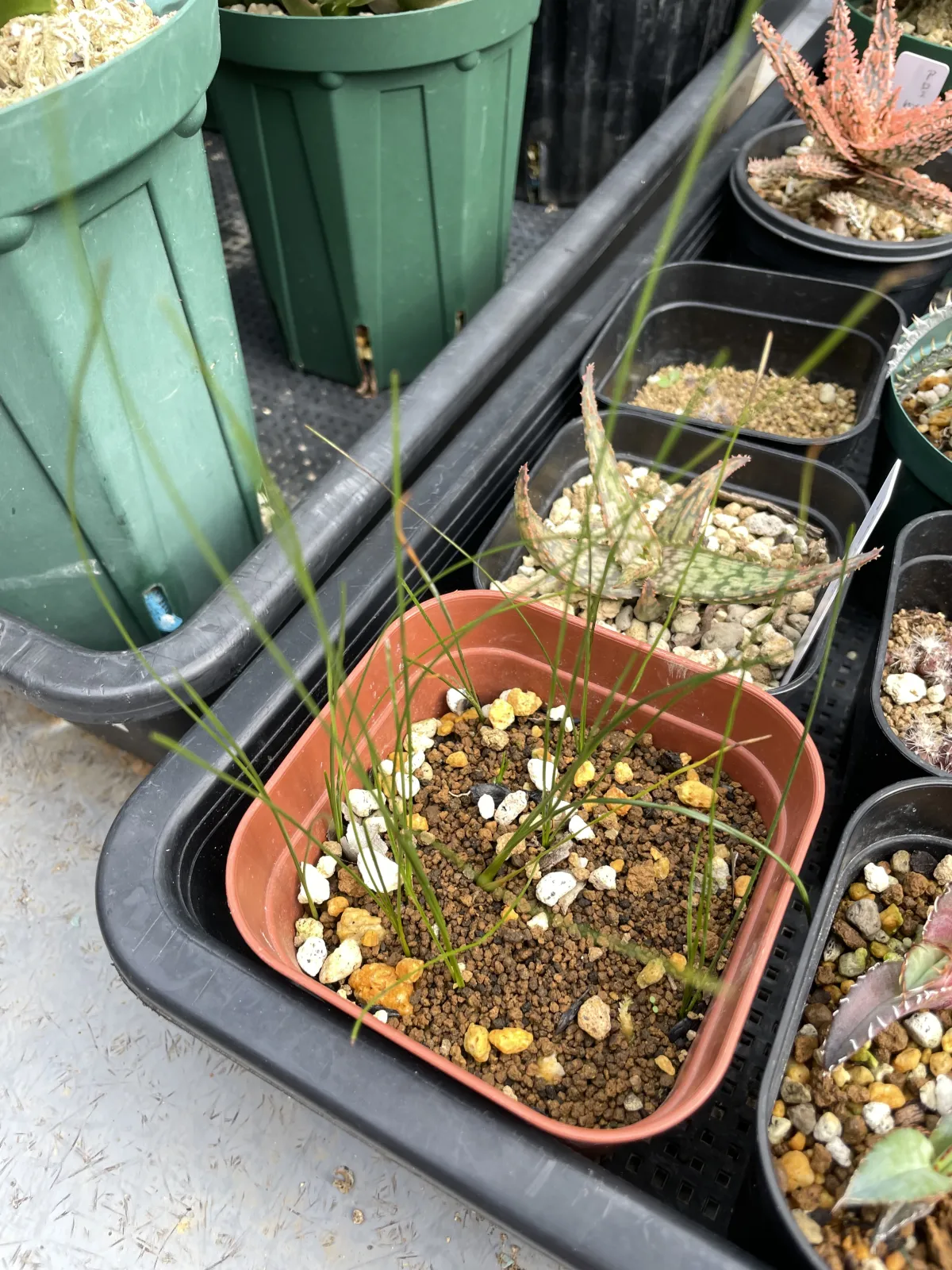 Xanthorrhoea brunonis subsp. brunonis (ザントロエア ブルーノニス)