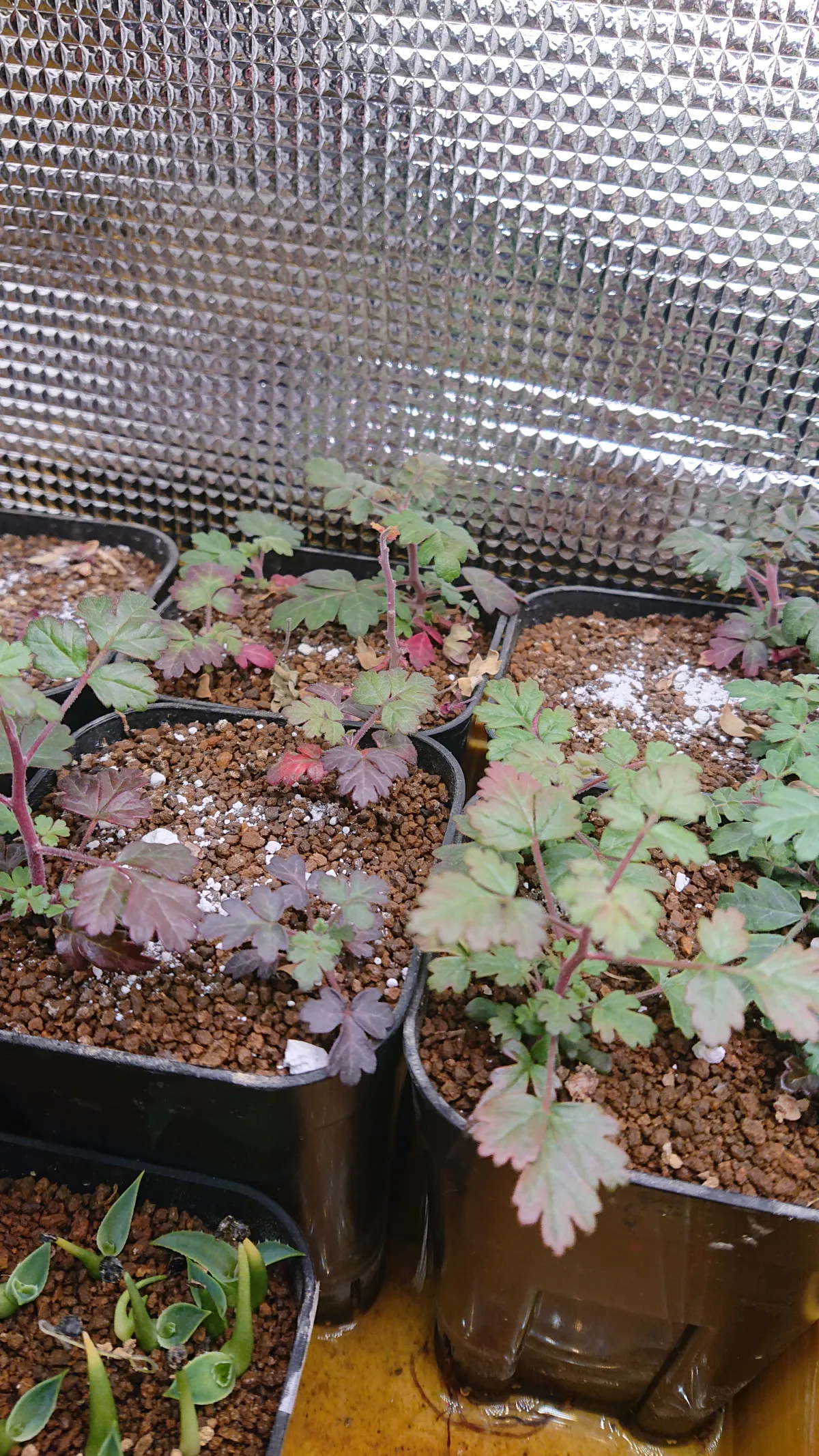 Pachycormus discolor (パキコルムス ディスカラー)