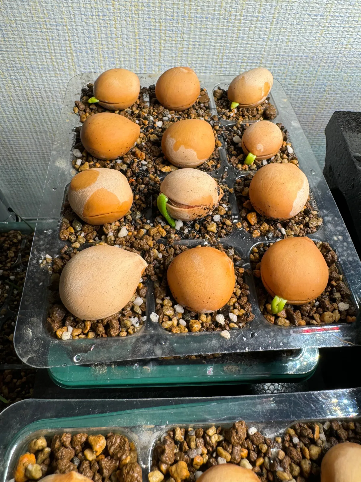 Cycas Cycas sp Thai Silver (サイカス タイシルバー)